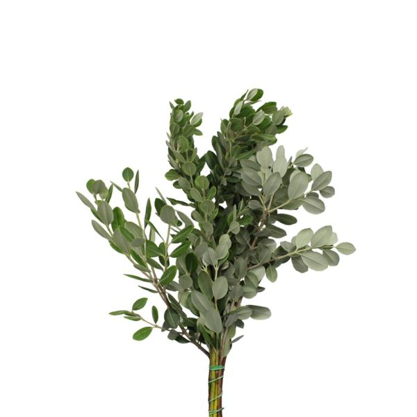 Pittosporum / Ralphy Tawi Village