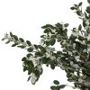 Pittosporum / Ralphy Tawi Village