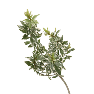 Pittosporum / Tal Tawi Village