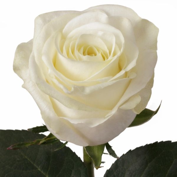 Rose Polar Star Tawi Village