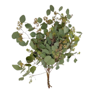 Populus with Berry Green Tawi Village