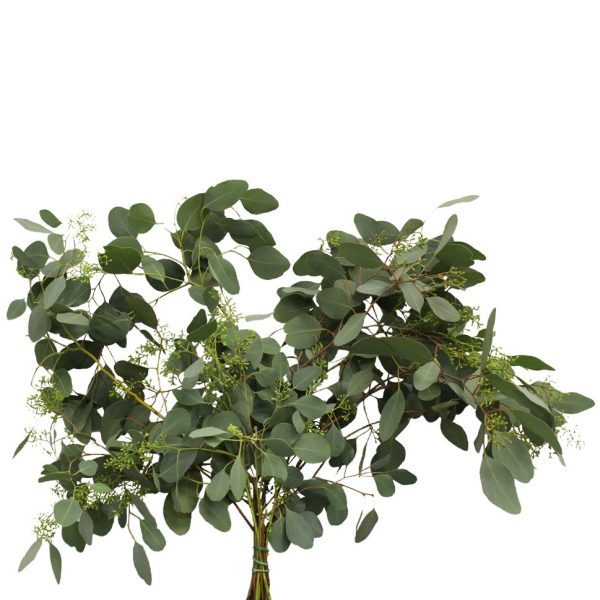 Populus with Berry Green Tawi Village