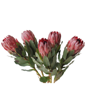 Protea Pink Ice Tawi Village