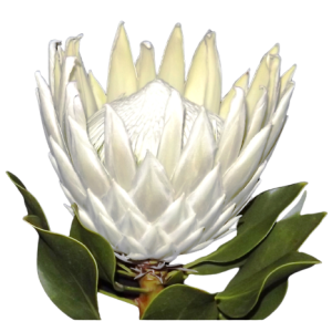 Protea Arctic Ice Tawi Village