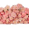 Spray Rose Reflex Tawi Village