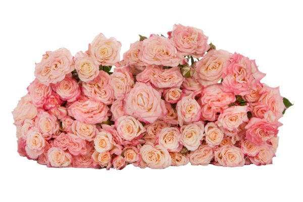 Spray Rose Reflex Tawi Village