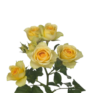 Spray Rose Bandarelo Tawi Village