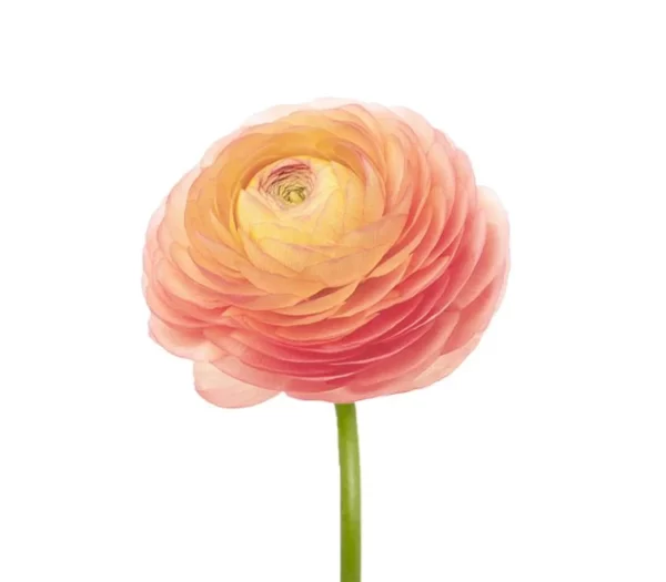 Ranunculus Clooney Peach Tawi Village