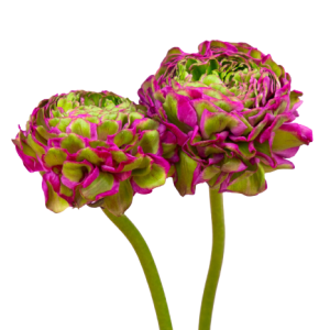 Ranunculus PON PON Tawi Village