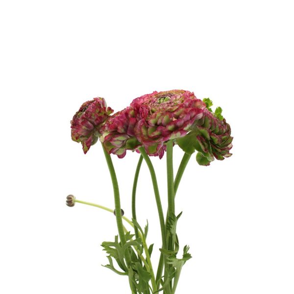 Ranunculus PON PON Tawi Village