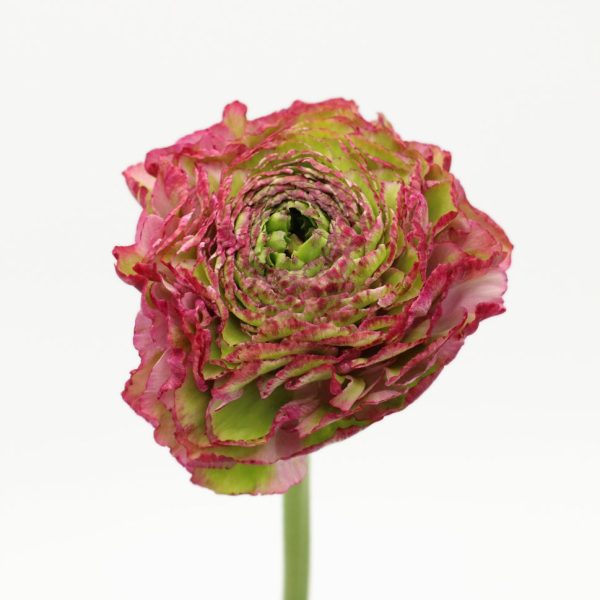 Ranunculus PON PON Tawi Village