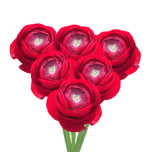 Ranunculus Clooney Red Tawi Village