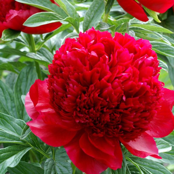 Paeonia Red Charm Tawi Village