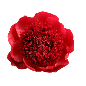 Paeonia Red Charm Tawi Village