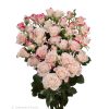Spray Rose Reflex Tawi Village