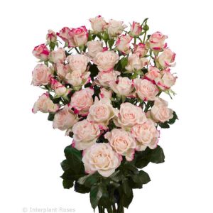 Spray Rose Reflex Tawi Village