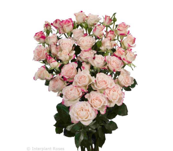 Spray Rose Reflex Tawi Village