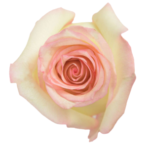 Rose Revival Sweet Tawi Village