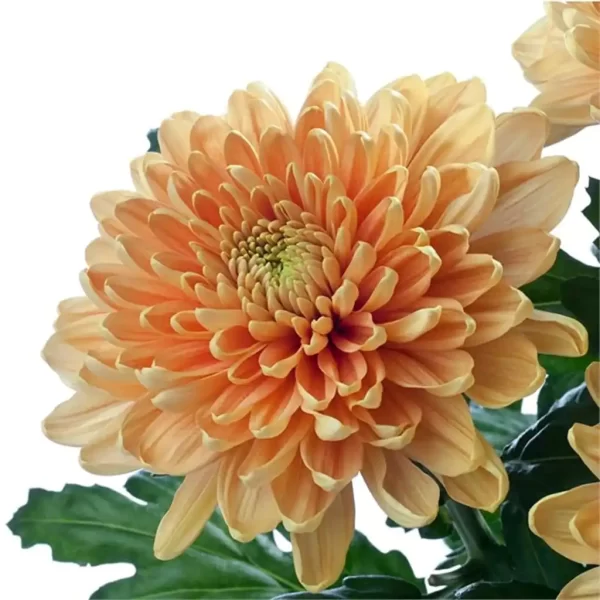 Rosanne Orange - Image 3