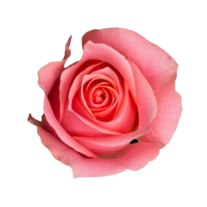 Rose Ace Pink Tawi Village