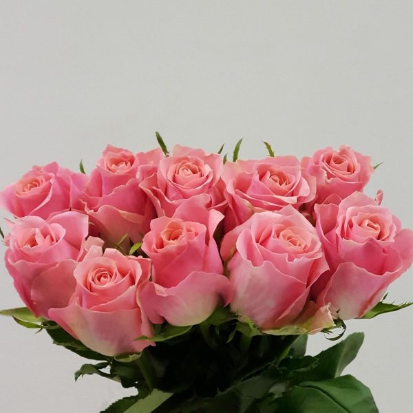 Rose Ace Pink Tawi Village
