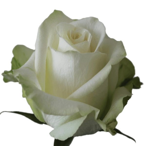 Rose Adalonia Tawi Village