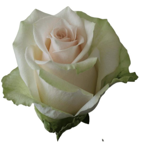 Rose Adalonia Tawi Village