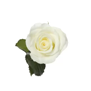 Rose Akito Tawi Village