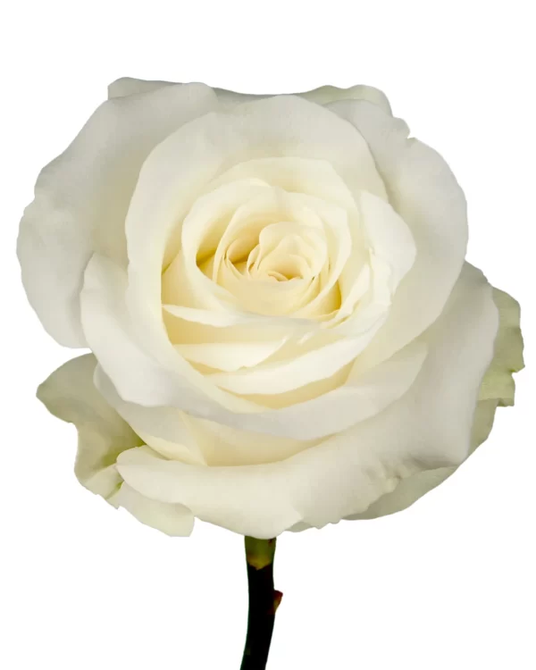Rose Akito Tawi Village