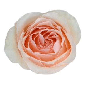 Rose Alina Tawi Village