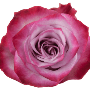 Rose Deep Purple Tawi Village