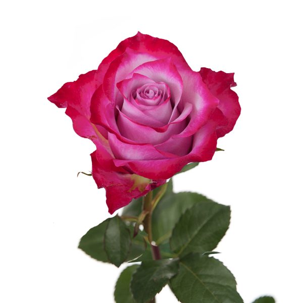 Rose Deep Purple Tawi Village