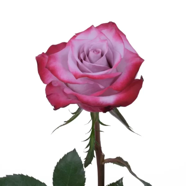 Rose Deep Purple Tawi Village