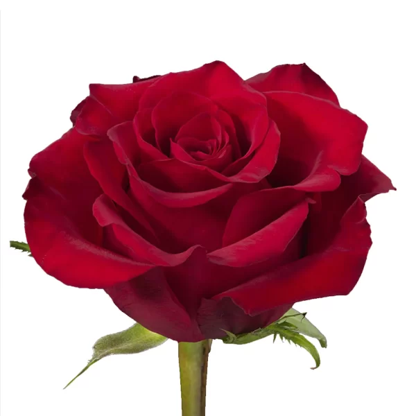 Rose Ever Red Tawi Village
