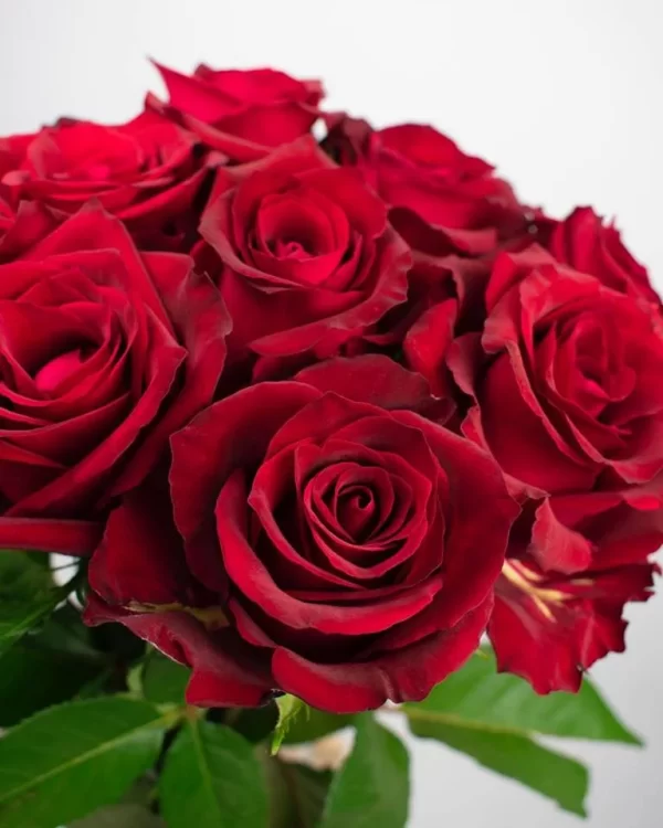 Rose Ever Red Tawi Village