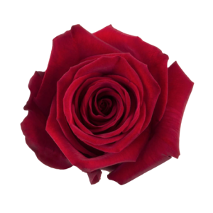Rose Freedom Tawi Village
