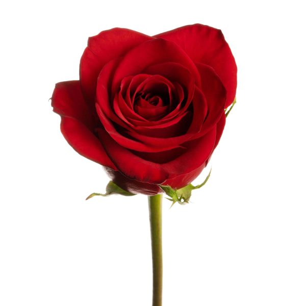 Rose Freedom Tawi Village
