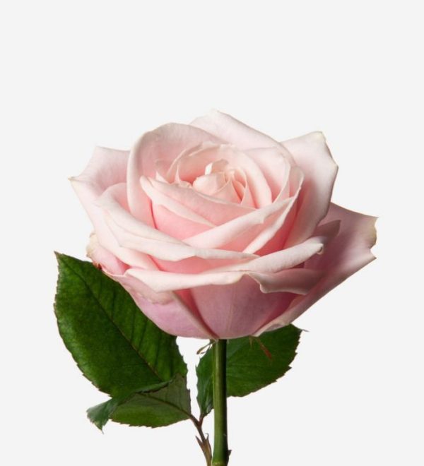 Rose Pink Avalanche Tawi Village