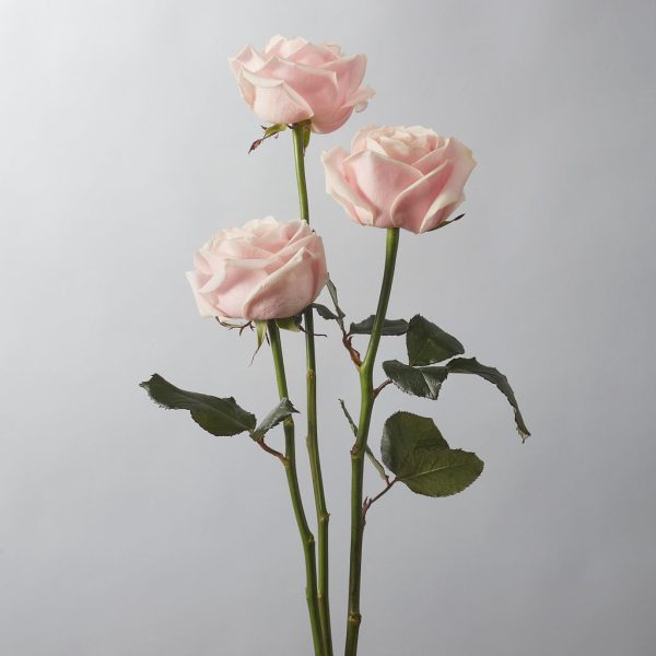 Rose Pink Avalanche Tawi Village