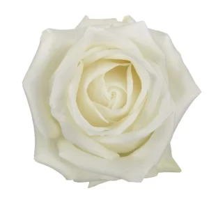 Rose Polar Star Tawi Village