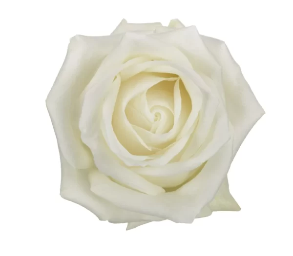 Rose Polar Star Tawi Village