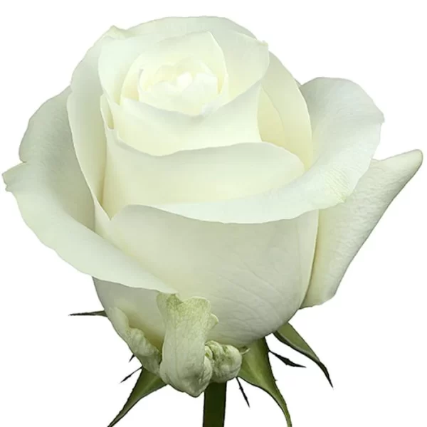 Rose Proud Tawi Village