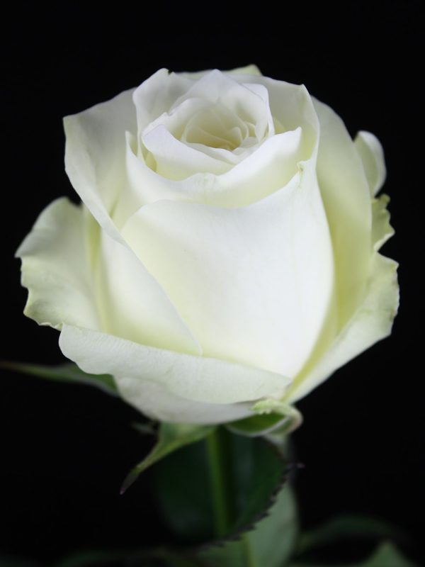 Rose Proud Tawi Village