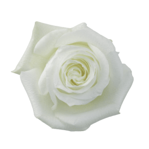 Rose Proud Tawi Village