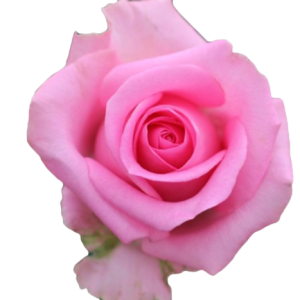 Rose Revival Tawi Village