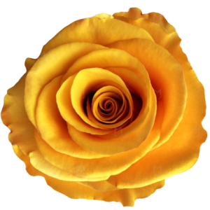 Rose Tycoon Tawi Village