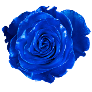 Rose Dyed Blue Tawi Village