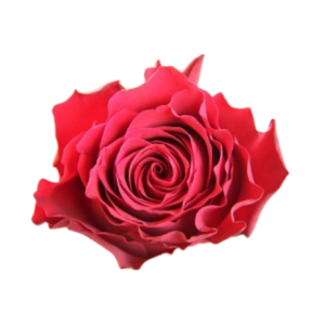 Rose Red Rhodus Tawi Village