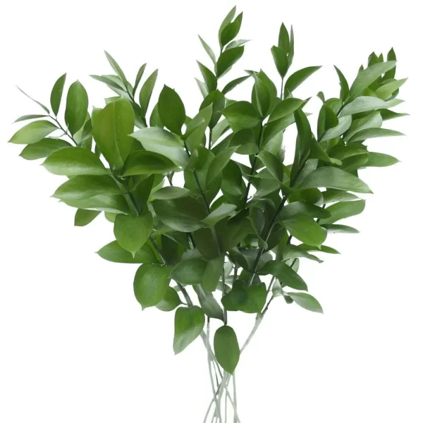 Ruscus Single Tawi Village