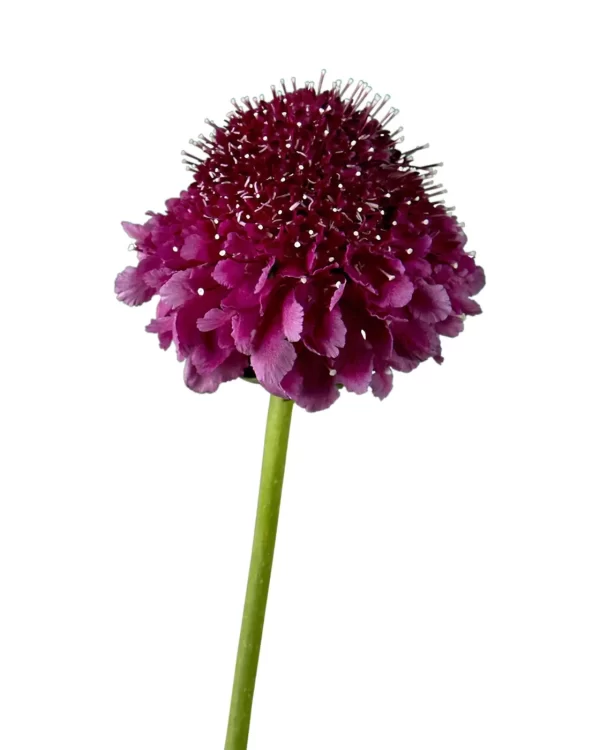 Scabiosa Purple Tawi Village